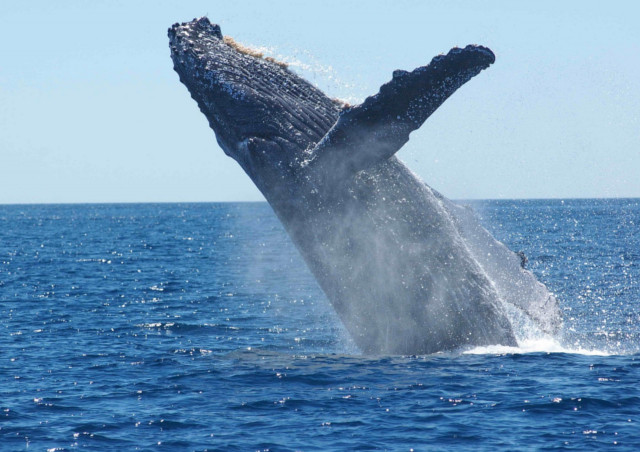 意外にも沖縄の冬は見所満載！楽しみ方をご紹介